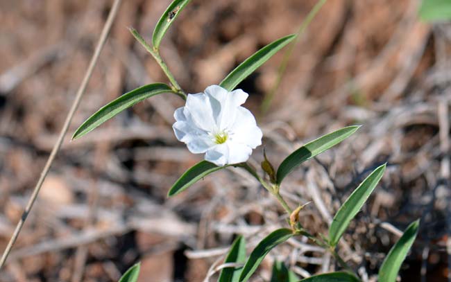 Evolvulus sericeus, Silver Dwarf Morning-glory, Southwest Desert Flora